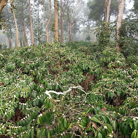 Coorg Kolamotte Ξενοδοχείο Gonikoppal Εξωτερικό φωτογραφία